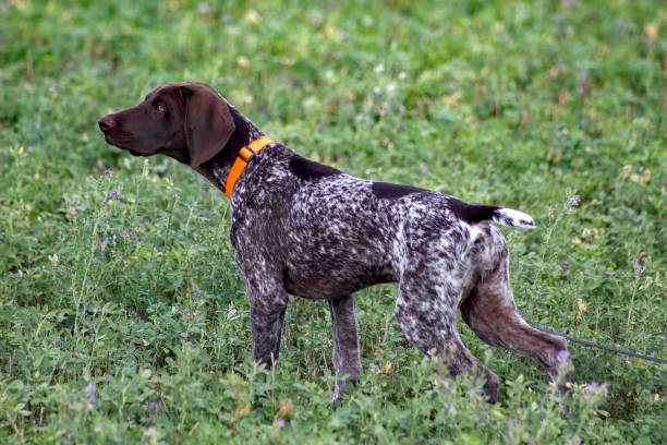 istock young german shorthair pointer in the field 845632860