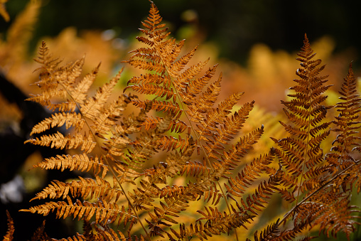burning red fern leaves on dark background with foliage in dry sunny autumn. forests of Latvia