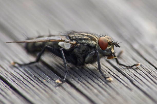 mosca de la carne en la superficie de madera - close up animal eye flesh fly fly fotografías e imágenes de stock