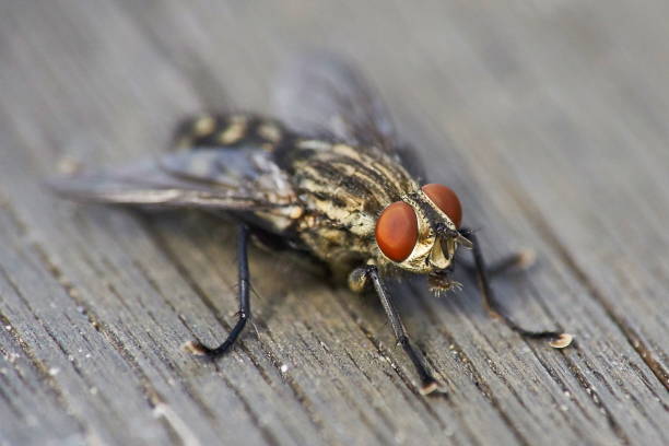 mosca de la carne en la superficie de madera - close up animal eye flesh fly fly fotografías e imágenes de stock