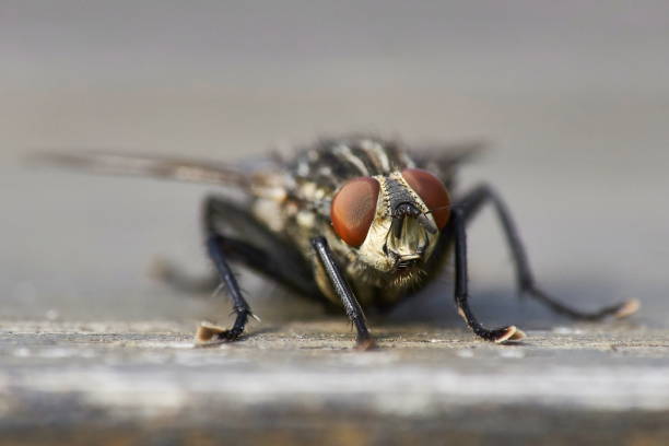 mosca de la carne en la superficie de madera - close up animal eye flesh fly fly fotografías e imágenes de stock