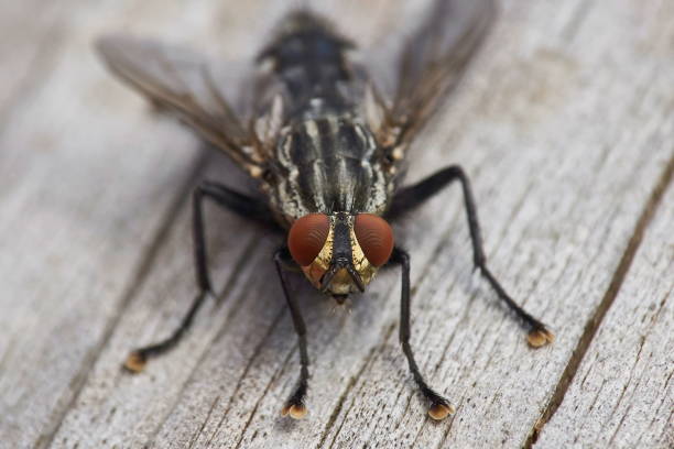 mosca de la carne en la superficie de madera - close up animal eye flesh fly fly fotografías e imágenes de stock