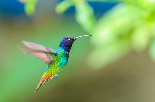 istock Golden-tailed Sapphire Hummingbird (Chrysuronia oenone)(♂) 1 845642642