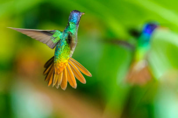 istock Golden-tailed Sapphire Hummingbird (Chrysuronia oenone)(♂) 3 845642750