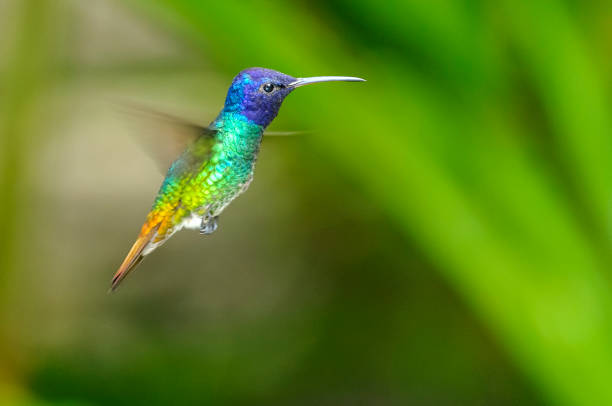 istock Golden-tailed Sapphire Hummingbird (Chrysuronia oenone)(♂) 4 845642808