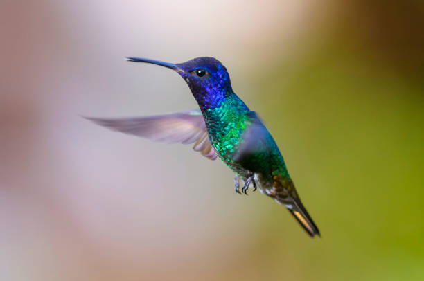 istock Golden-tailed Sapphire Hummingbird (Chrysuronia oenone)(♂) 5 845642870