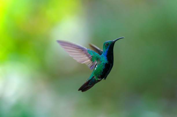 istock Black-throated mango Hummingbird (Anthracothorax nigricollis) 1 845643158
