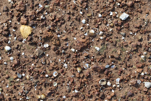 many broken shell on brown soil ground
