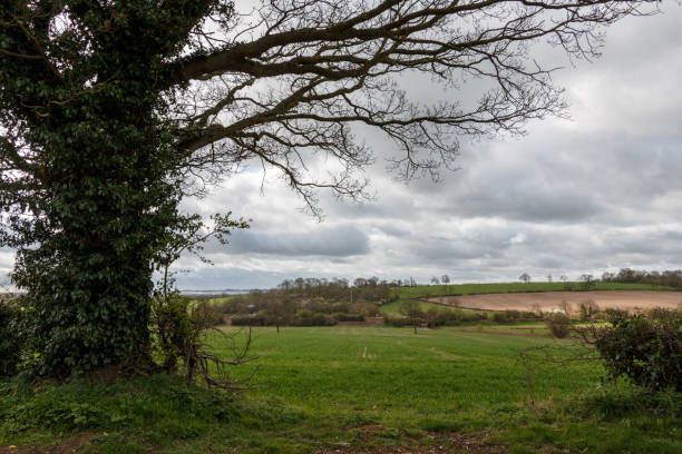istock The English tree stand alone in the countryside UK 845646962