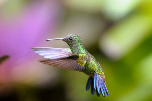 Copper-rumped hummingbird  (Amazilia tobaci) 7 stock photo