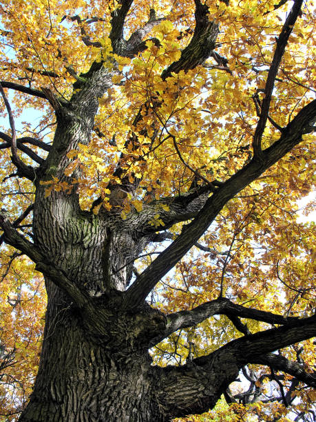 istock very old oak tree with yellow autumn oak leaves 845653354