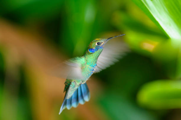 istock Green violetear hummingbird (Colibri thalassinus) 2 845654472