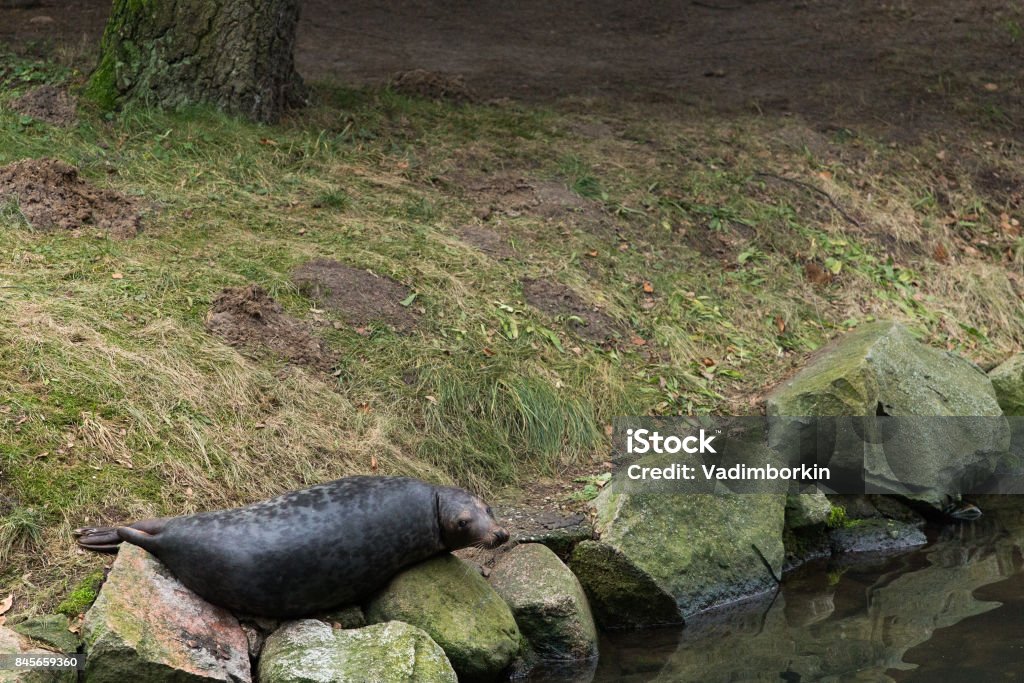 Dichtung liegt auf den Steinen am Ufer - Lizenzfrei Aquatisches Lebewesen Stock-Foto