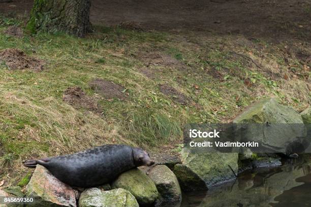 Dichtung Liegt Auf Den Steinen Am Ufer Stockfoto und mehr Bilder von Aquatisches Lebewesen - Aquatisches Lebewesen, Baikalrobbe, Baikalsee