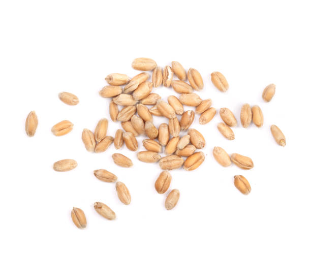 istock wheat grains isolated on white background. Top view 845659468