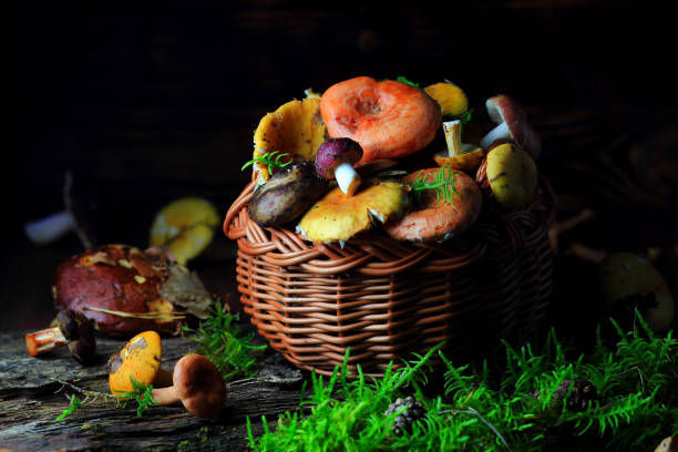 грибы в плетеной корзине - 숲주름버섯 뉴스 사진 이미지
