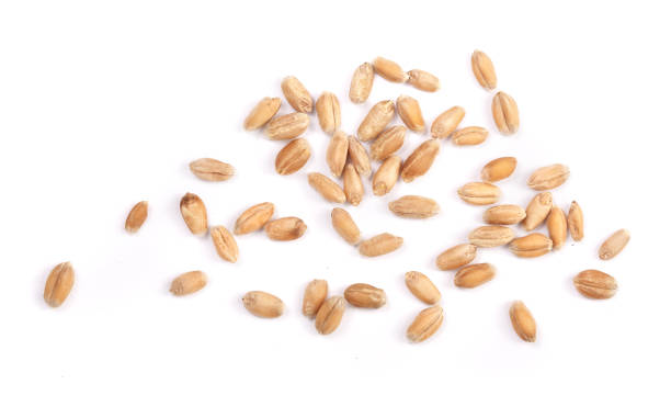 istock wheat grains isolated on white background. Top view 845659684