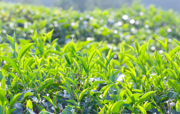 istock Fresh leaves of green tea 845659776