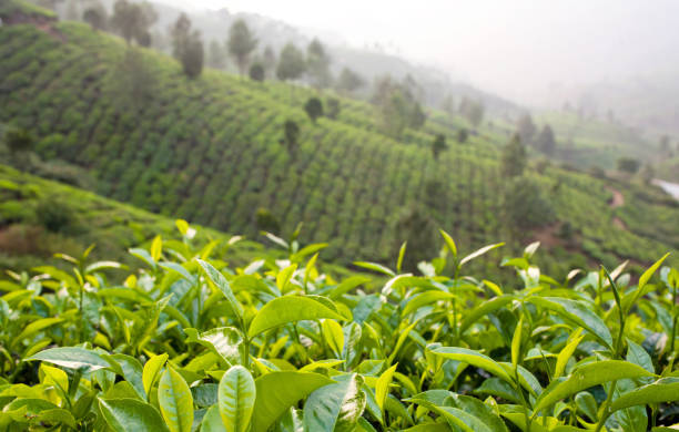 istock Fresh leaves of green tea on blurred background 845659990
