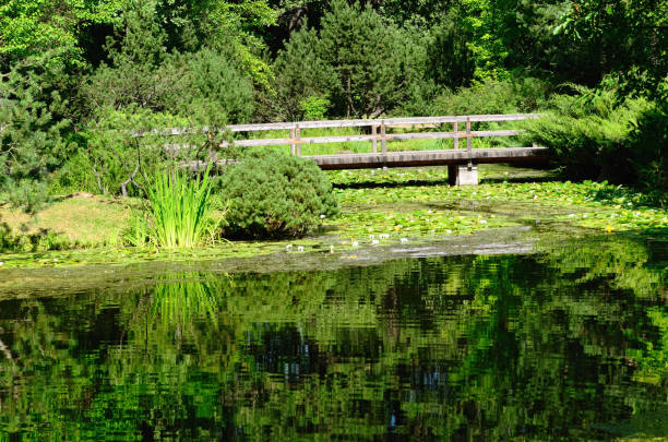 istock Japanese Garden in Summer 845666290