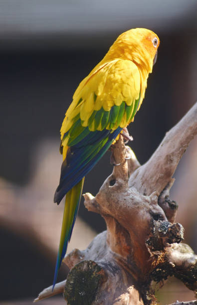 istock Sun parakeet bird, (Aratinga solstitialis) close up. 845670256