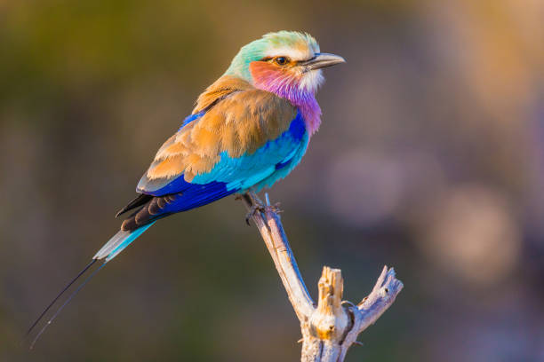 Lilac Breasted Roller Taken at Chobe Game Reserve in Botswana lilac breasted roller stock pictures, royalty-free photos & images