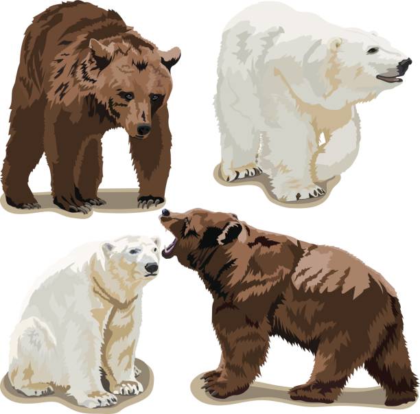белые и бурые медведи - медведь иллюстрации stock illustrations
