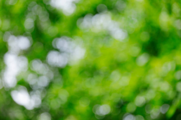 istock Abstract defocused green nature background 845678112