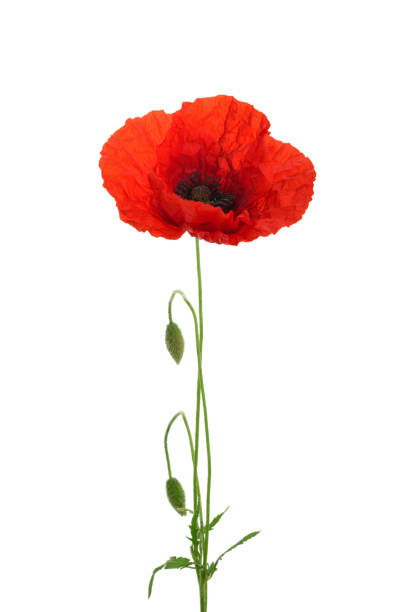 istock Poppy flower isolated without shadow 845681206