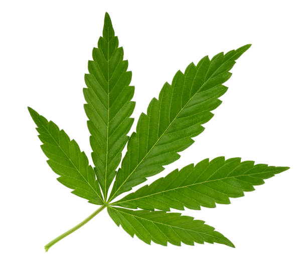 Cannabis leaf isolated on white without shadow Cannabis leaf isolated on white without shadow bong photos stock pictures, royalty-free photos & images