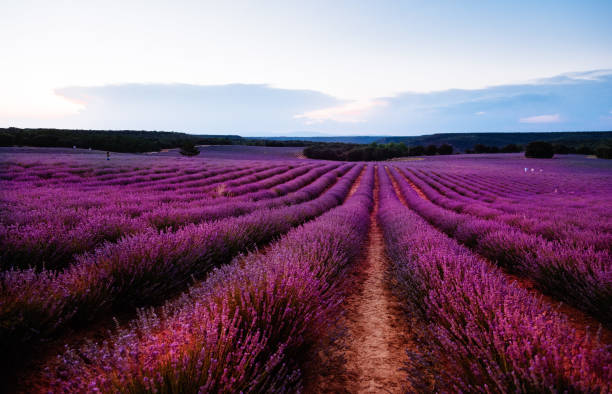 istock Beautiful image of lavender fields. Summer sunset landscape 845681498