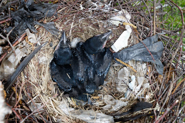 Corvus frugilegus. The nest of the Rook in nature. Corvus frugilegus. The nest of the Rook in nature. crows nest stock pictures, royalty-free photos & images