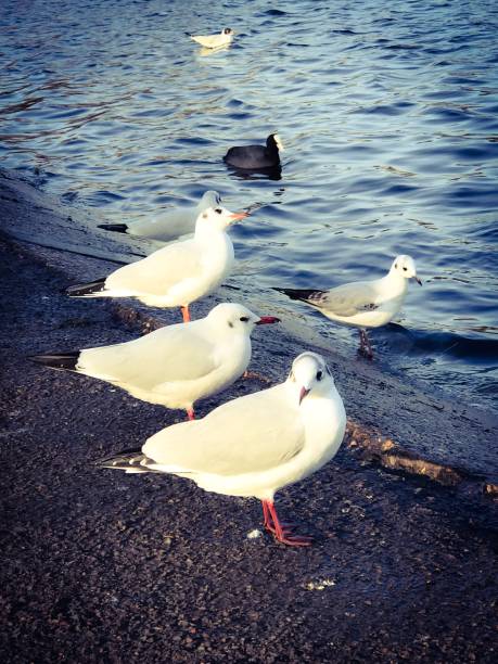 istock Group of seagulls standing next to each other 845687374
