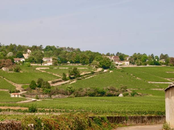 istock Wineyard/Beaune,France 845688818