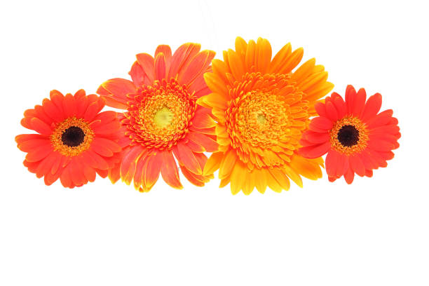 istock Flower head of the transvaal daisy 845689050