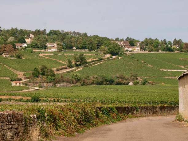 istock Wineyard/Beaune,France 845693646