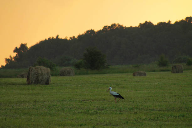 haystack in the field at sunset and a stork