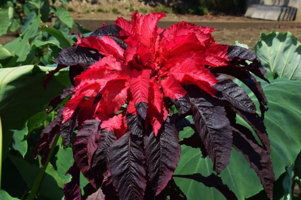 istock Amaranthus tricolor（Joseph's coat） 845697602