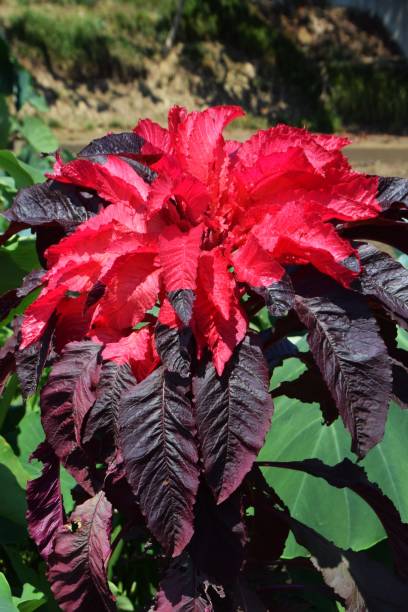istock Amaranthus tricolor（Joseph's coat） 845697610
