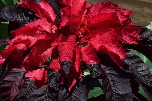 istock Amaranthus tricolor（Joseph's coat） 845697616