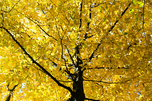 Crown of northern red oak in autumn, horizontal. In the Connecticut woods, early November.