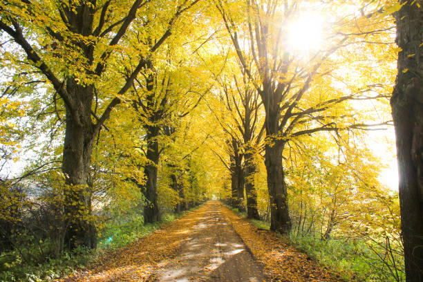 istock autumnal road, fallen leaves, sunny day 845697862