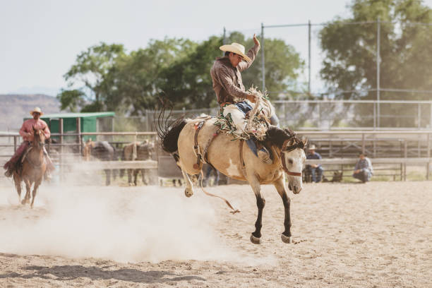 Rodeo Action Bucking Bronco Cowboy Riding Wild Horse