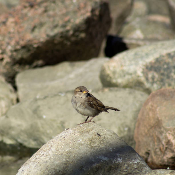 istock sparrows on a rock near the water 845702206