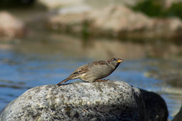 istock sparrows on a rock near the water 845702214