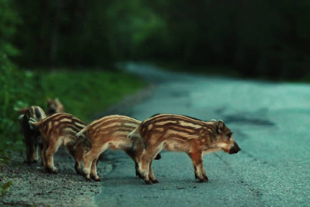 istock young boar, striped hog, wild pigs 845702222