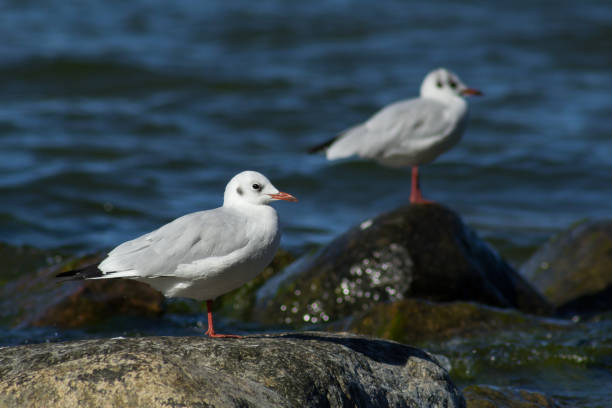 istock gulls on a rock near the water 845702230