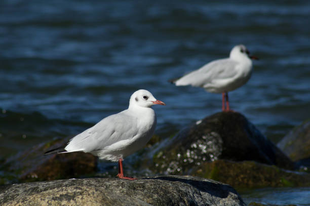 istock gulls on a rock near the water 845702256