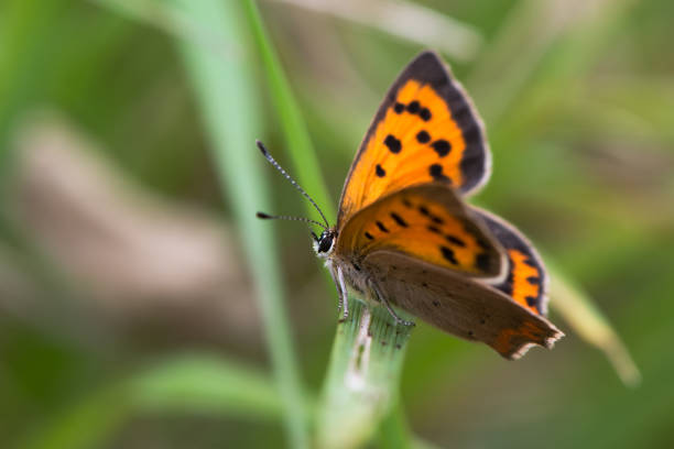 small copper butterfly (lycaena phlaeas) perched on grass - lycaena phlaeas imagens e fotografias de stock