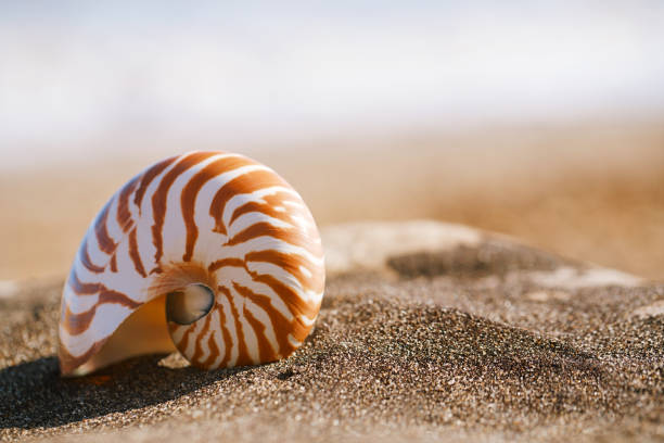 istock nautilus pompilius sea shell seashell on black sand beach, Isle of Wight 845708446